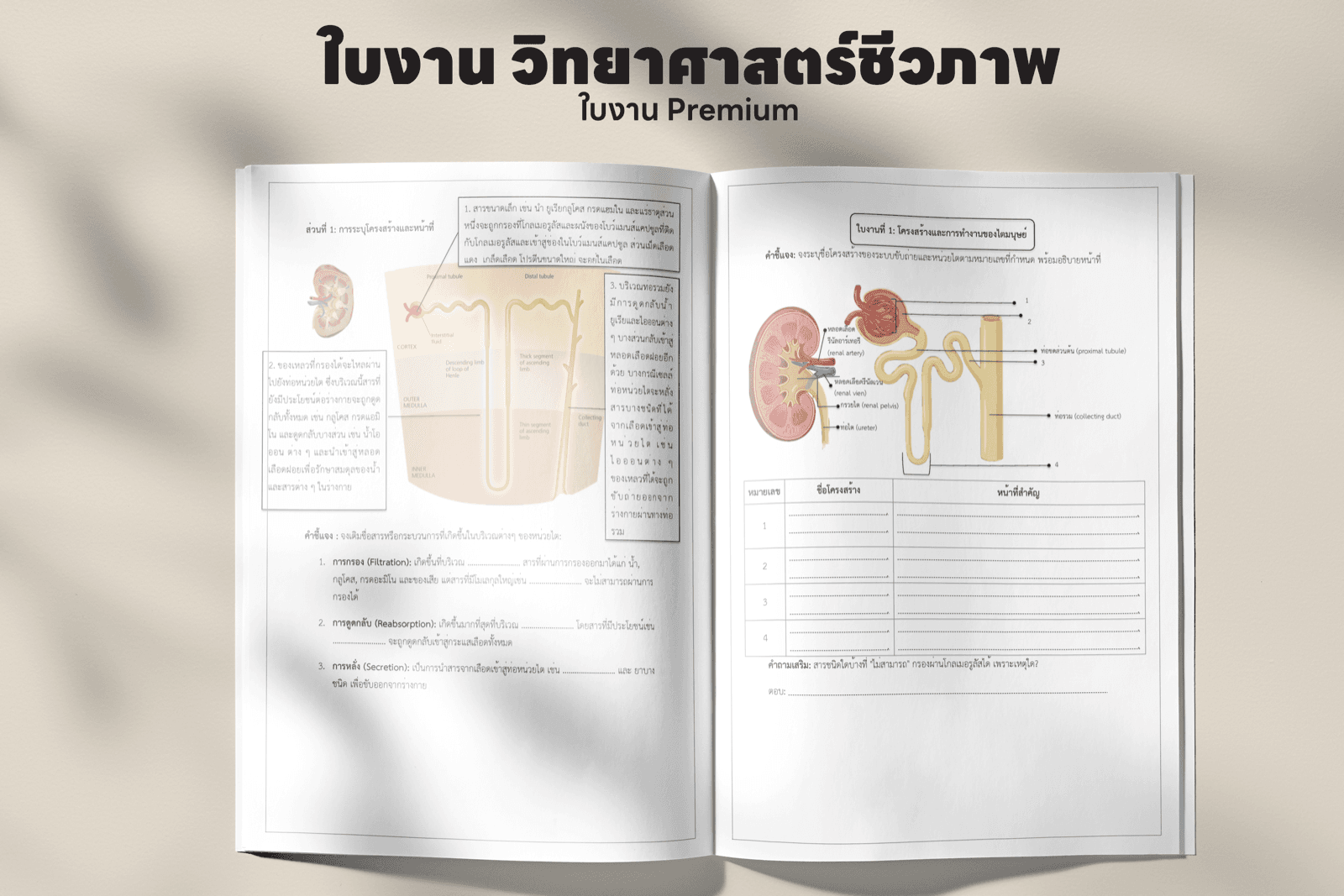 ตัวอย่างหน้าใบงาน บทที่ 2 — การรักษาดุลยภาพของร่างกายมนุษย์